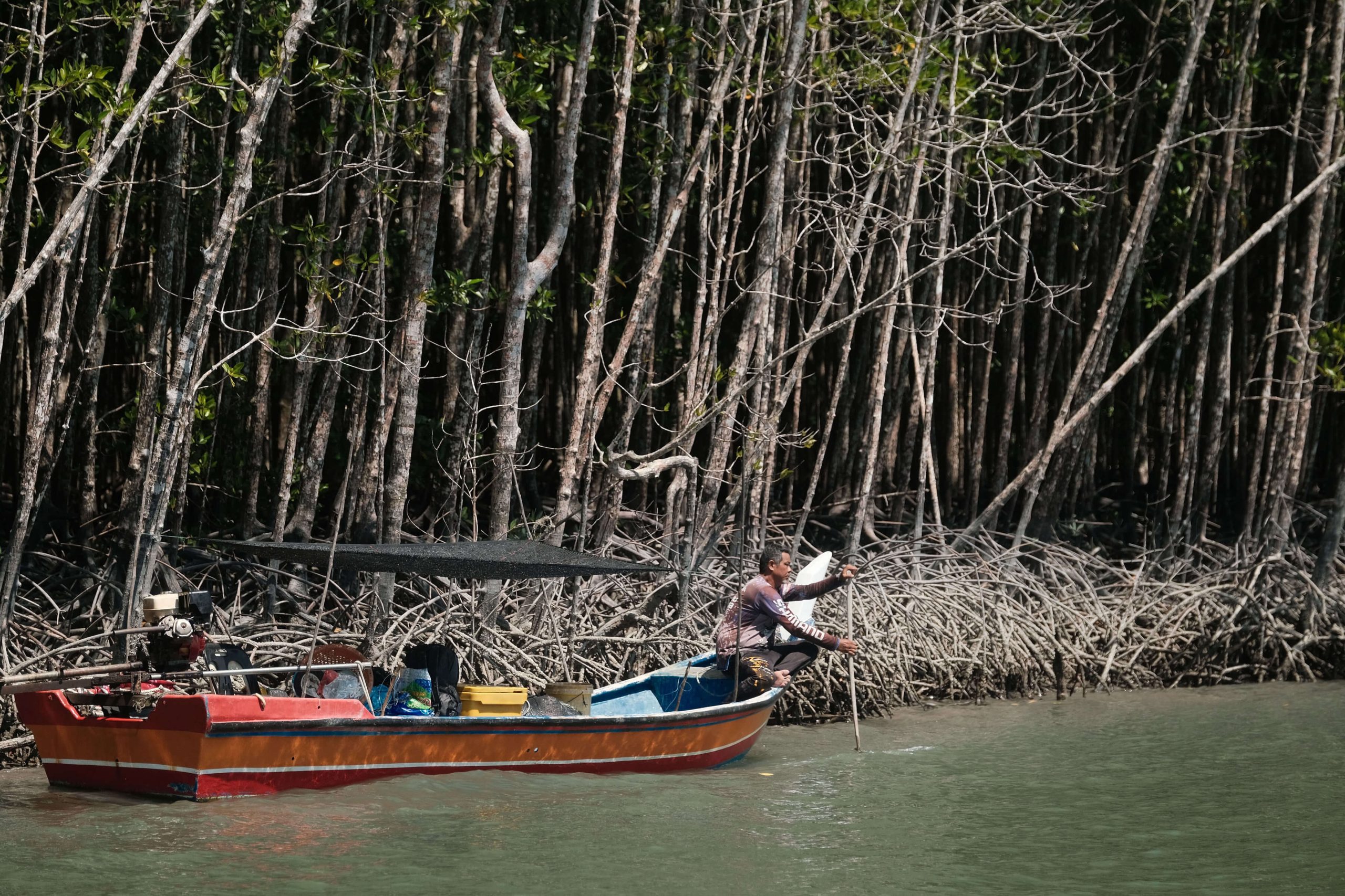 Langkawi: Mangrove River Cruise Private Boat 3 Hours